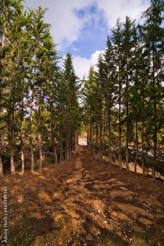 Fototapeta premium autumn landscape in a forest.