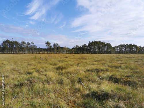 View of the swamp, where tall, already yellowing grass grows, and trees grow on the edges against the sky with beautiful clouds..