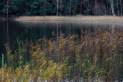 beautiful forest lake with yellow-green reeds and gray sky in autumn