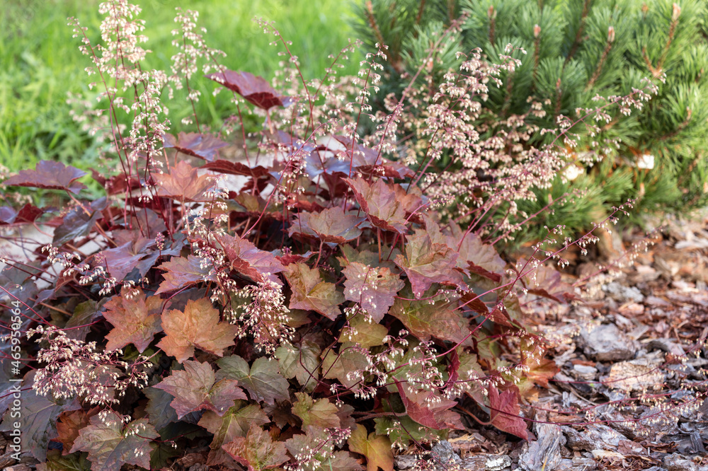 Heuchera