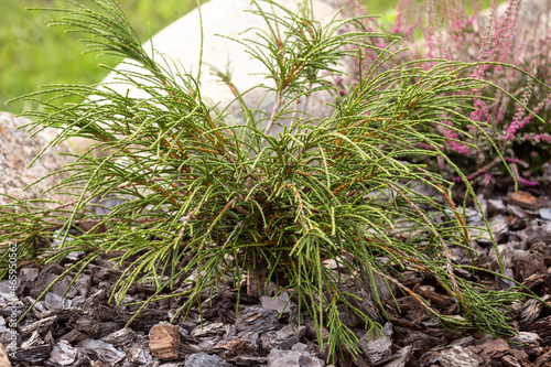Obraz na płótnie Thuja plicata Whipcord w salonie