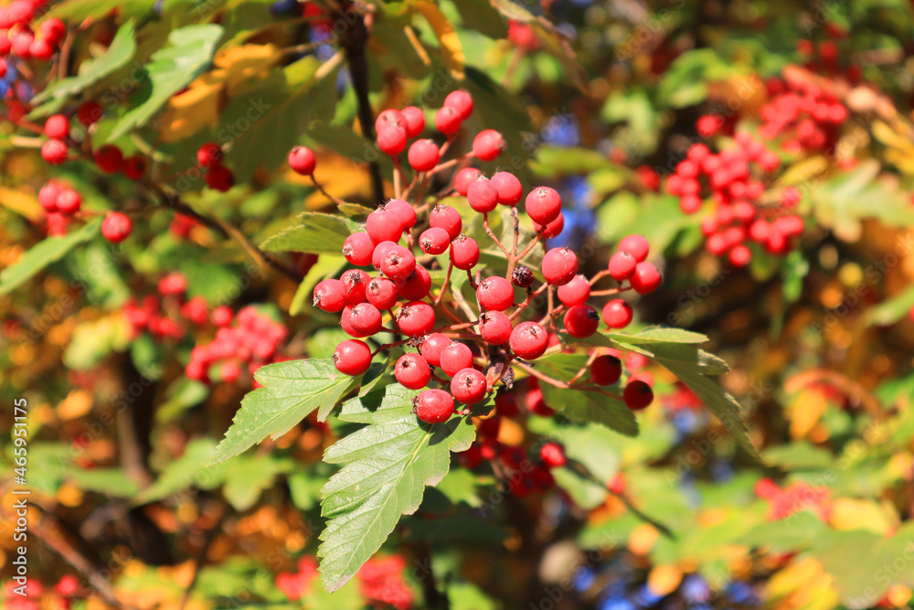 Hawthorn Zbigniew on a branch Hawthorn Zbigniew on a branch