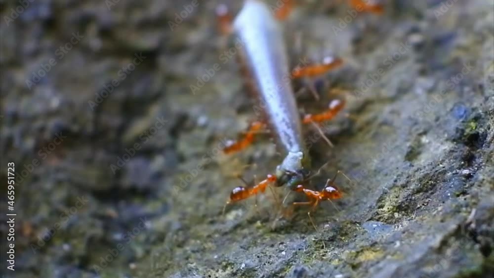Dozens of Rangrang ants or clams (Oecophylla) work together to carry shrimp chopsticks Video HD. team work of insects footage. Dozens of Rangrang ants or clams (Oecophylla) work together to carry shrimp chopsticks Video HD. team work of insects footage.