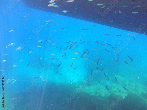 Underwater world of Mediterranean Sea. Near Marmaris, Turkey 