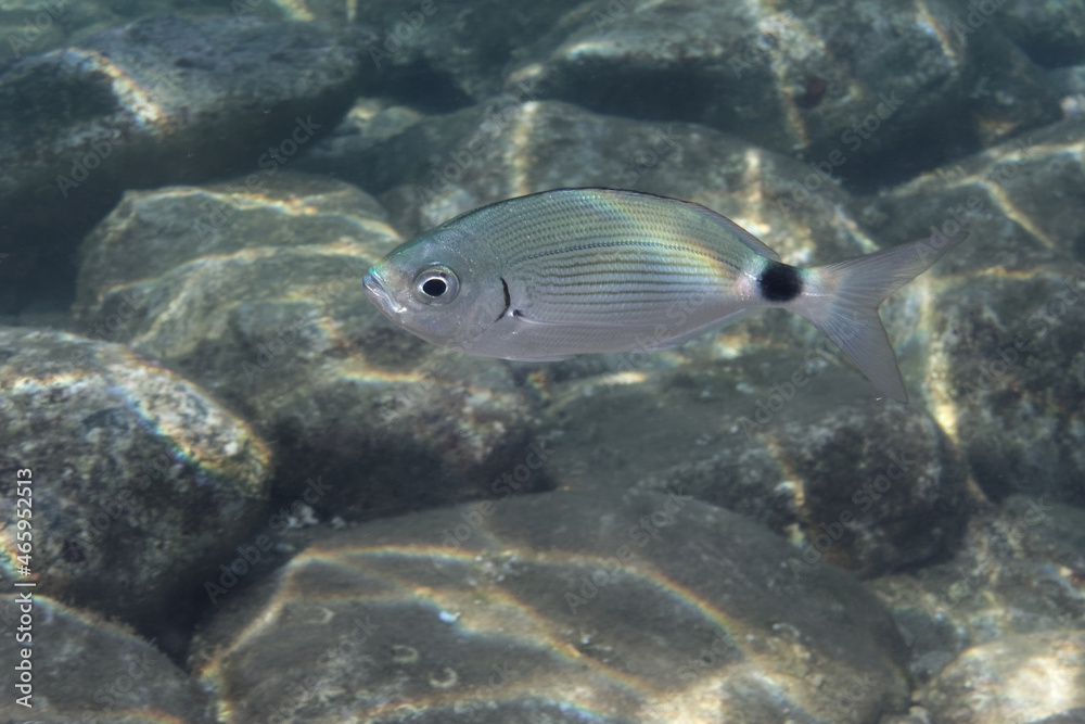 Fototapeta premium Saddled seabream (oblada melanura) in Mediterranean Sea