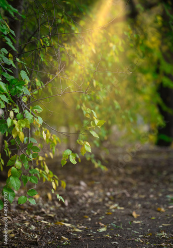 branch of an elm tree with green leaves in the rays of the setting sun