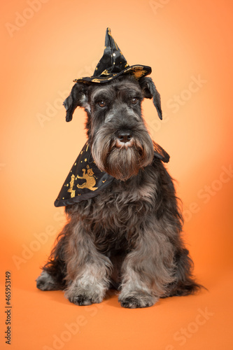 Halloween Schnauzer