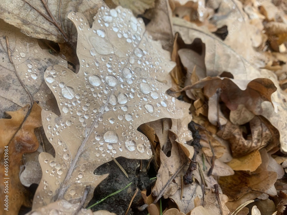flora leaves plants stems day nature autumn cloudy water drops multicolored leaves flora leaves plants stems day nature autumn cloudy water drops multicolored leaves