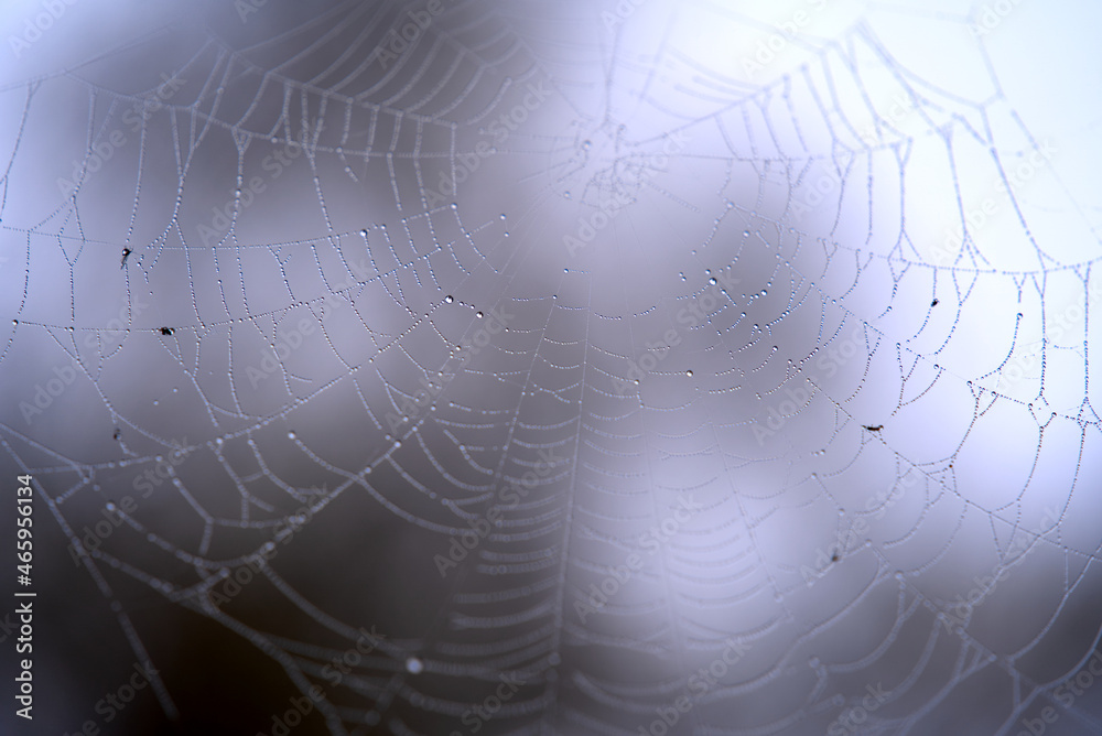 Beautiful spider web with water drops on a foggy autumn morning at City of Zürich. Photo taken October 29th, 2021, Zurich, Switzerland. Beautiful spider web with water drops on a foggy autumn morning at City of Zürich. Photo taken October 29th, 2021, Zurich, Switzerland.