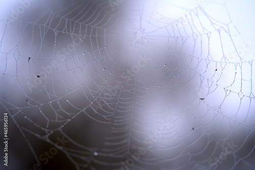 Beautiful spider web with water drops on a foggy autumn morning at City of Zürich. Photo taken October 29th, 2021, Zurich, Switzerland. © Michael Derrer Fuchs