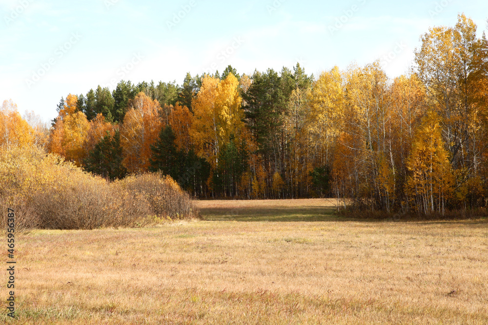 Fototapeta premium Beautiful autumn forest