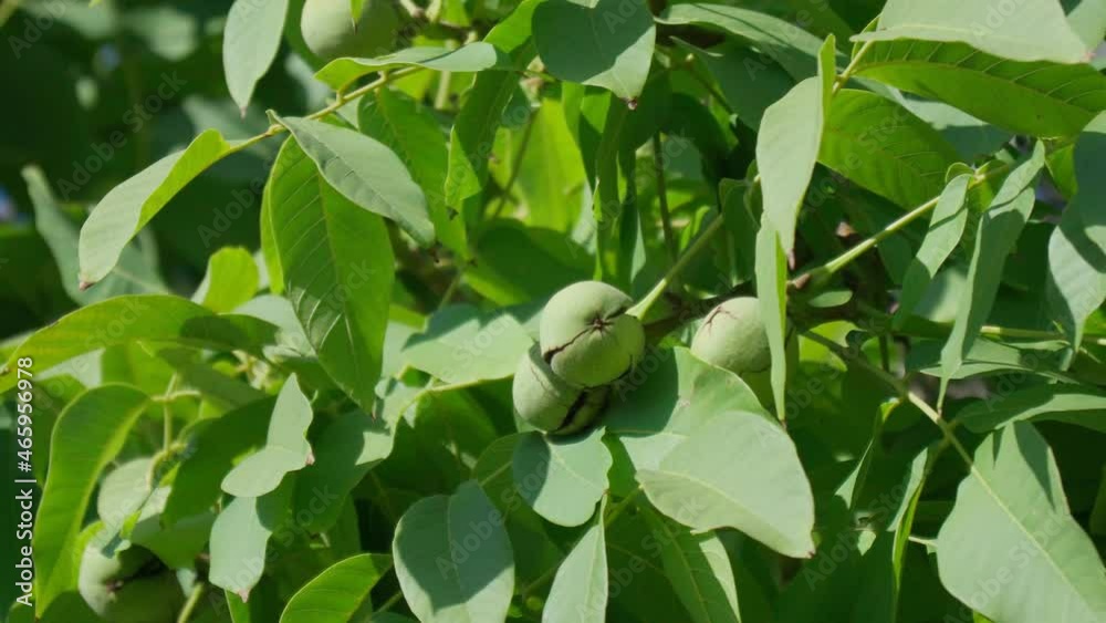 Green unripe walnuts hang on a branch. Green leaves and unripe walnut. Raw walnuts in a green nutshell. Fruits of a walnut. Green unripe walnuts hang on a branch. Green leaves and unripe walnut. Raw walnuts in a green nutshell. Fruits of a walnut.