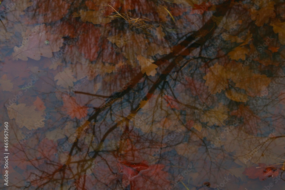 Beautiful autumn leaves in the puddle under the water background