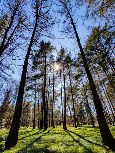 trees in the park