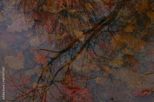 Beautiful autumn leaves in the puddle under the water background