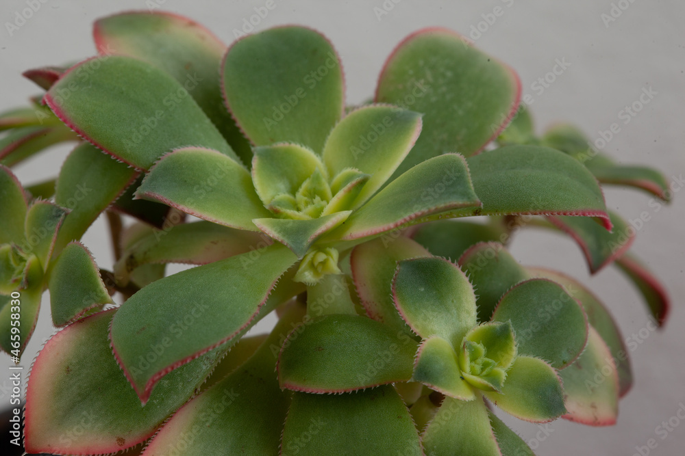 Closeup view of Aeonium Canariense beautiful rosette of green leaves. Succulent plants of Aeonium Arboreum. Succulents background for post, screensaver, wallpaper, postcard, poster, banner, cover Closeup view of Aeonium Canariense beautiful rosette of green leaves. Succulent plants of Aeonium Arboreum. Succulents background for post, screensaver, wallpaper, postcard, poster, banner, cover