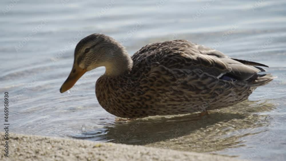 Wild duck eats bread close-up. Feeding ducks in the pond in the first person. Wild duck eats bread close-up. Feeding ducks in the pond in the first person.