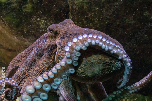 Pieuvre ou Poulpe commun (Octopus vulgaris)	 photo