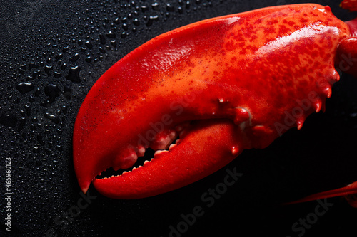 Cooked lobster claws on dark background