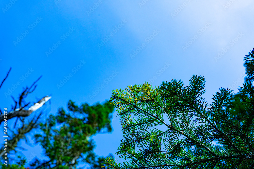 Fototapeta premium spruce branch against a clear blue sky