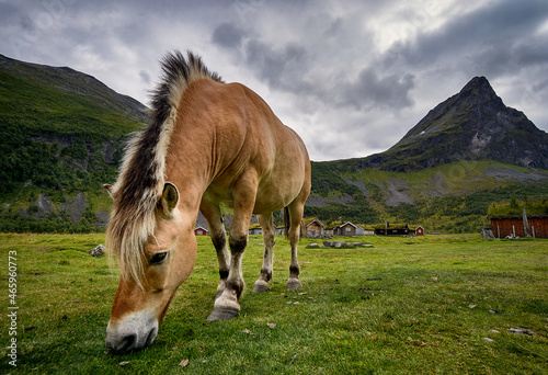 Horses grazing in Romedalen, Norway photo