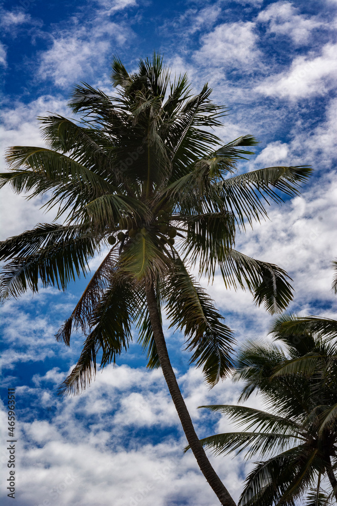 Fototapeta premium coconut tree