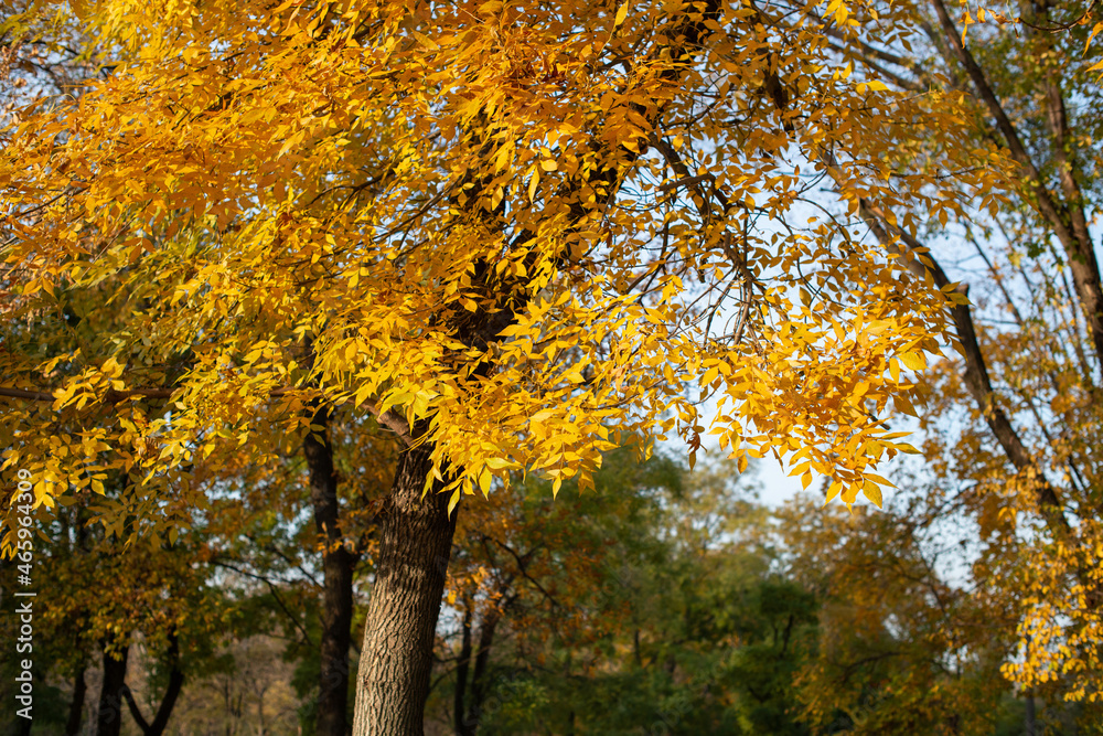 autumn landscape with yellow leaves autumn landscape with yellow leaves