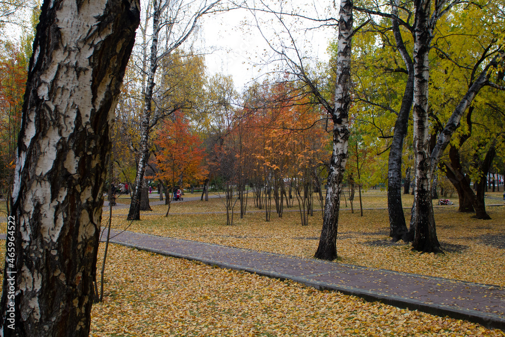 Fototapeta premium autumn in the park