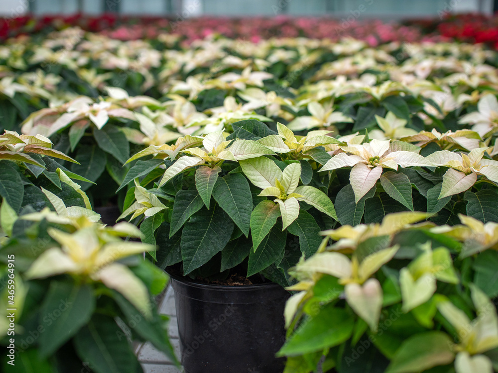 Poinsettia in the greenhouse Christmas Star