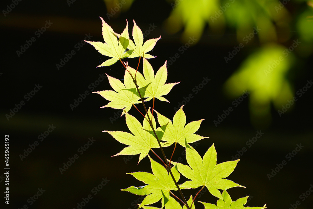 青紅葉 葉模様 青紅葉 葉模様