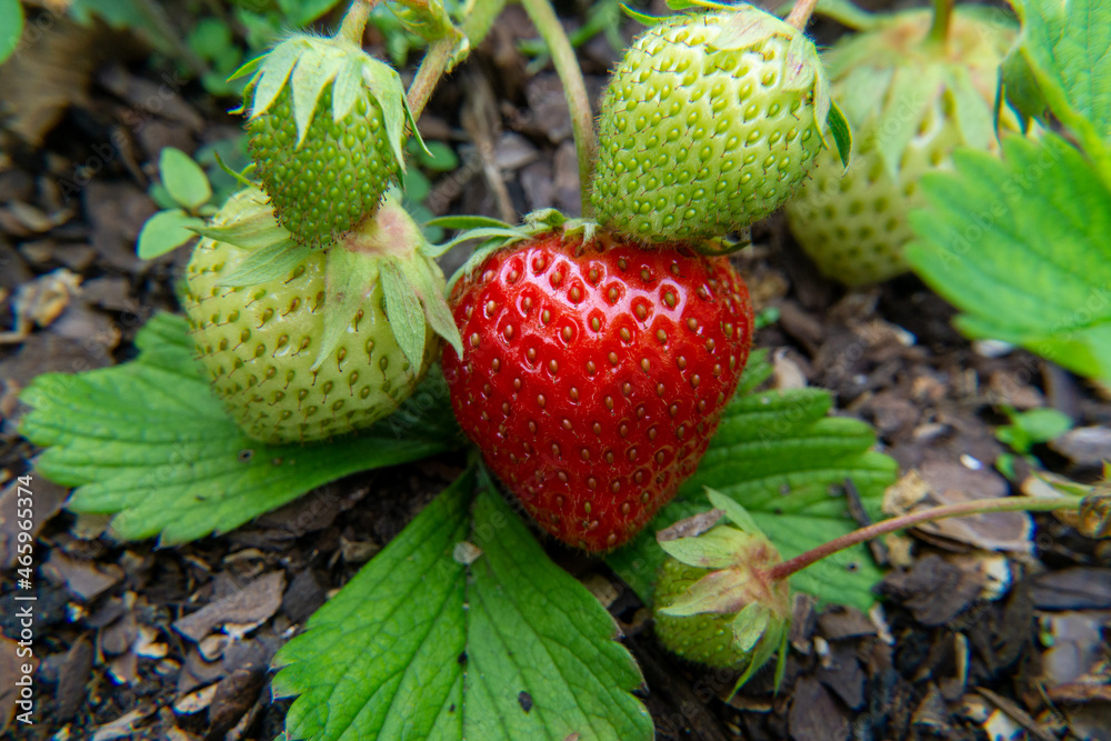 Erdbeeren Stock Photo | Adobe Stock