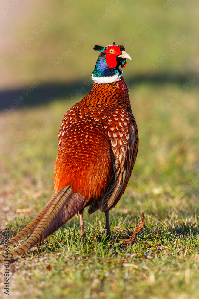 Fototapeta premium Colorful Fasan bird on a meadow looking backwards