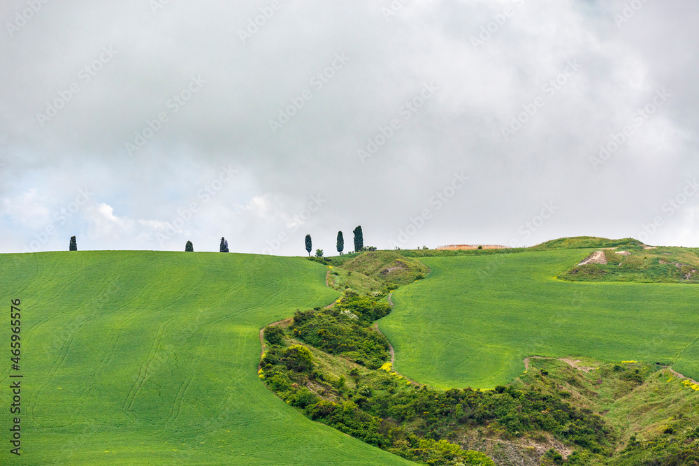 Field with cypress trees on the hill