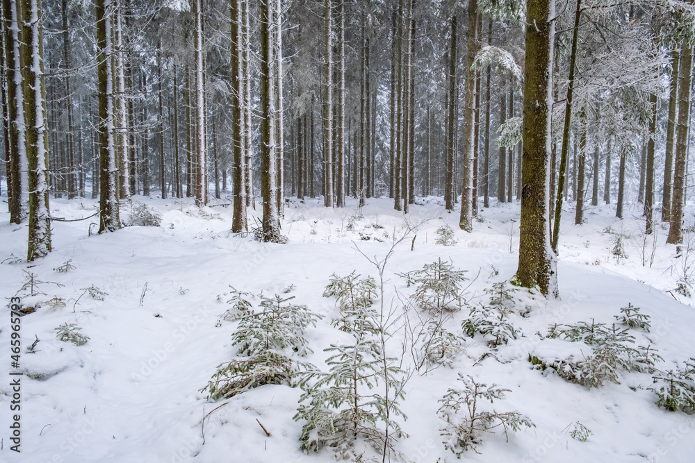 Spruce forest with snow and frost in winter