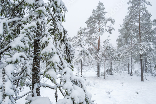 Winter forest with snowy spruce branches in a forest © Lars Johansson