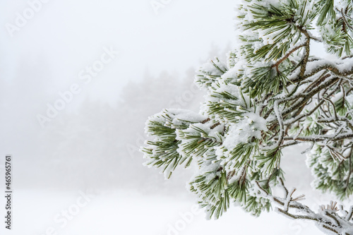 Pine branch with snow and hoarfrost