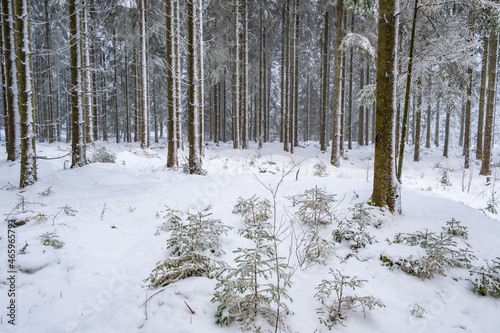 Spruce forest with snow and frost in winter