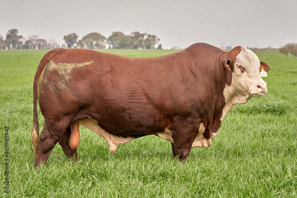 Portrait of beef cattle at natural farm Portrait of beef cattle at natural farm