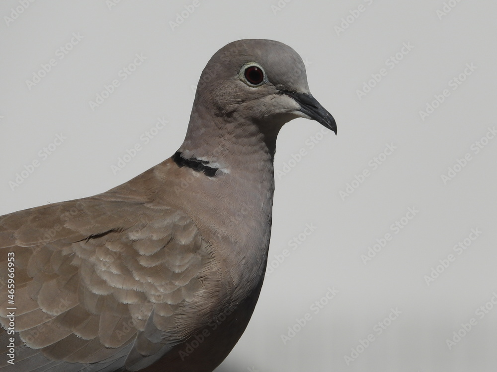 custom made wallpaper toronto digitalpigeon