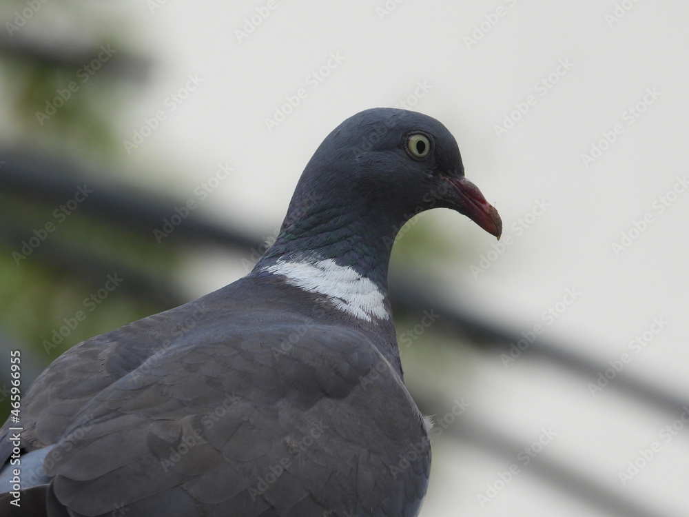 Fototapeta premium pigeon