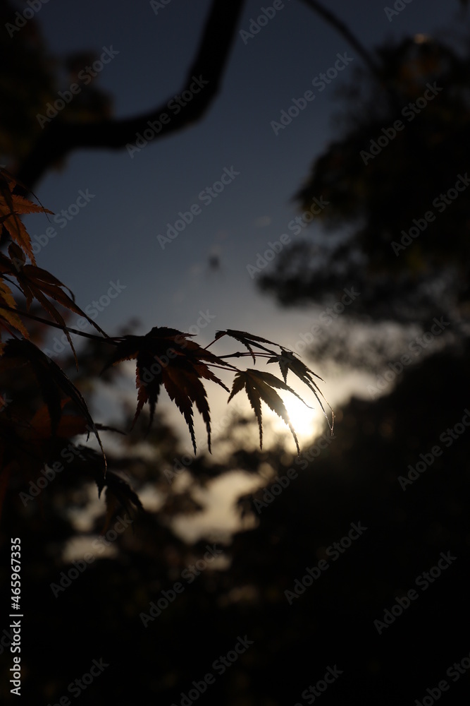 Fototapeta premium 紅葉と日本の秋・秋イメージ
