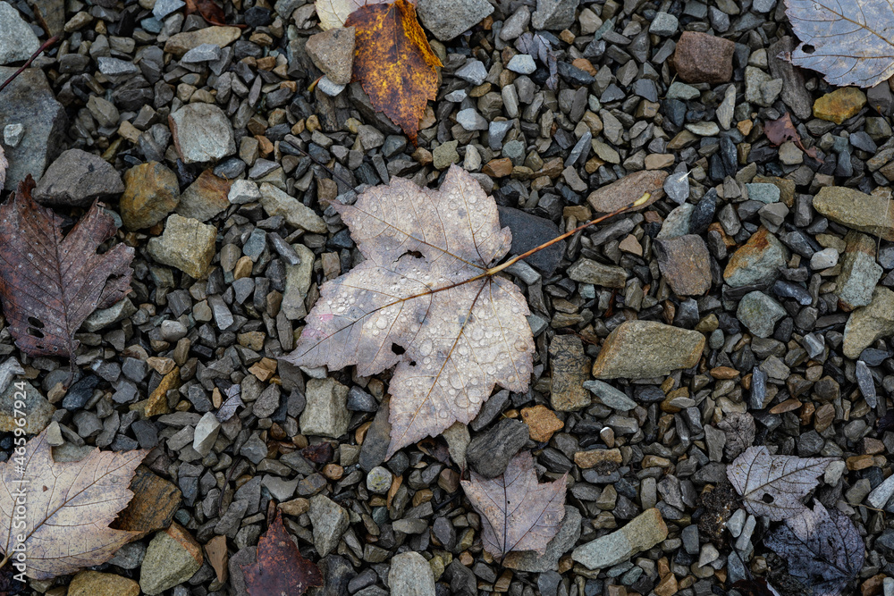 A single leaf laying on gravel. Very detailed view of the back of the leaf. You can see the veins of the leaf and the water droplets from the rain. Autumn, fall image. A single leaf laying on gravel. Very detailed view of the back of the leaf. You can see the veins of the leaf and the water droplets from the rain. Autumn, fall image.