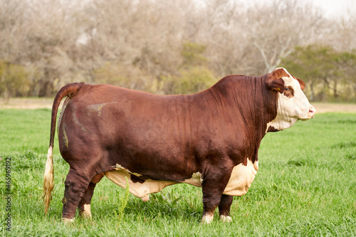 bradford bull on a farm for genetic improvement of beef cattle.
