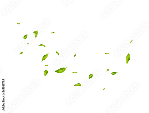 Green leaves banner. Fresh tea. Organic, eco, vegan design. Leaf falling on white background. Herbal vegetarian. Beauty product. Fresh mint. Foliage ornament. Cosmetic frame. Vector illustration