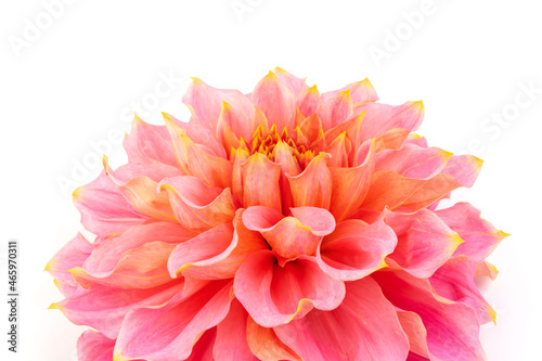 Pink  yellow and white fresh dahlia flower macro photo isolated against white background. Picture in color emphasizing the light different colours and yellow white highlights. Mother day background.