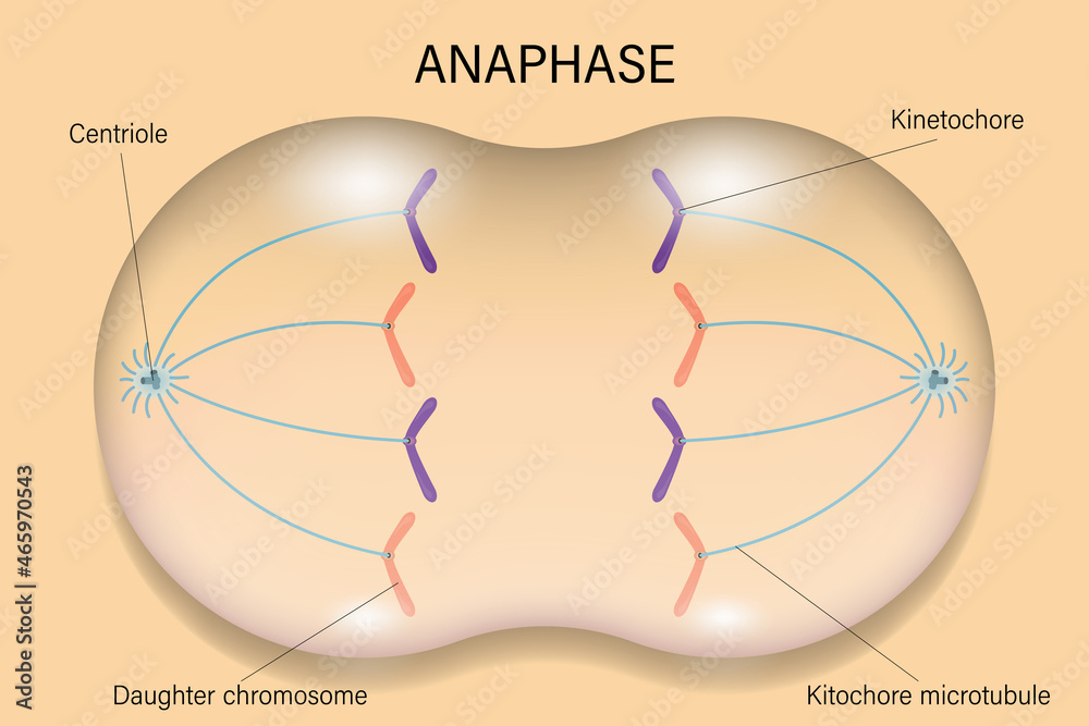 Anaphase. Cell division. Cell cycle. Stock Vector Adobe Stock