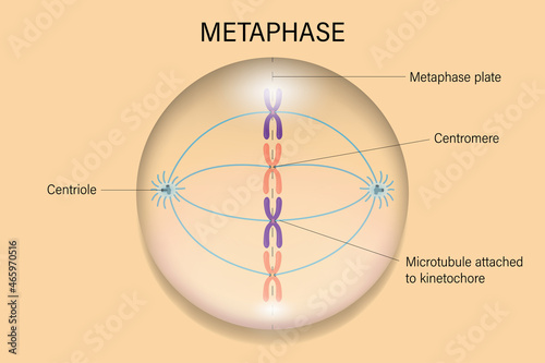 Metaphase. Cell division. Cell cycle. photo