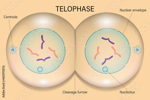 Telophase. Cell division. Cell cycle. photo