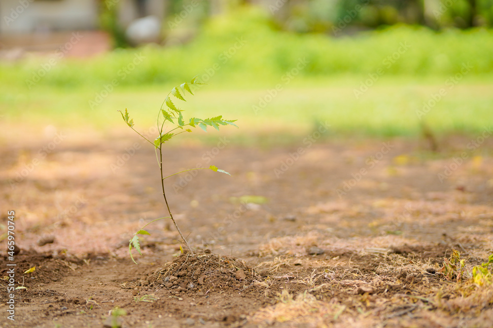 Ficus Bonsai, Neem tree or Azadirachta Indica at field. Ficus Bonsai, Neem tree or Azadirachta Indica at field.