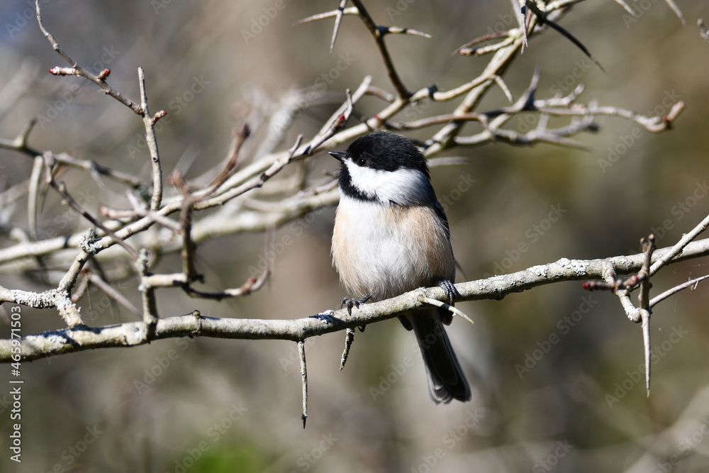 Black Capped Chick-a-dee bird perched on a branch in the forest Black Capped Chick-a-dee bird perched on a branch in the forest